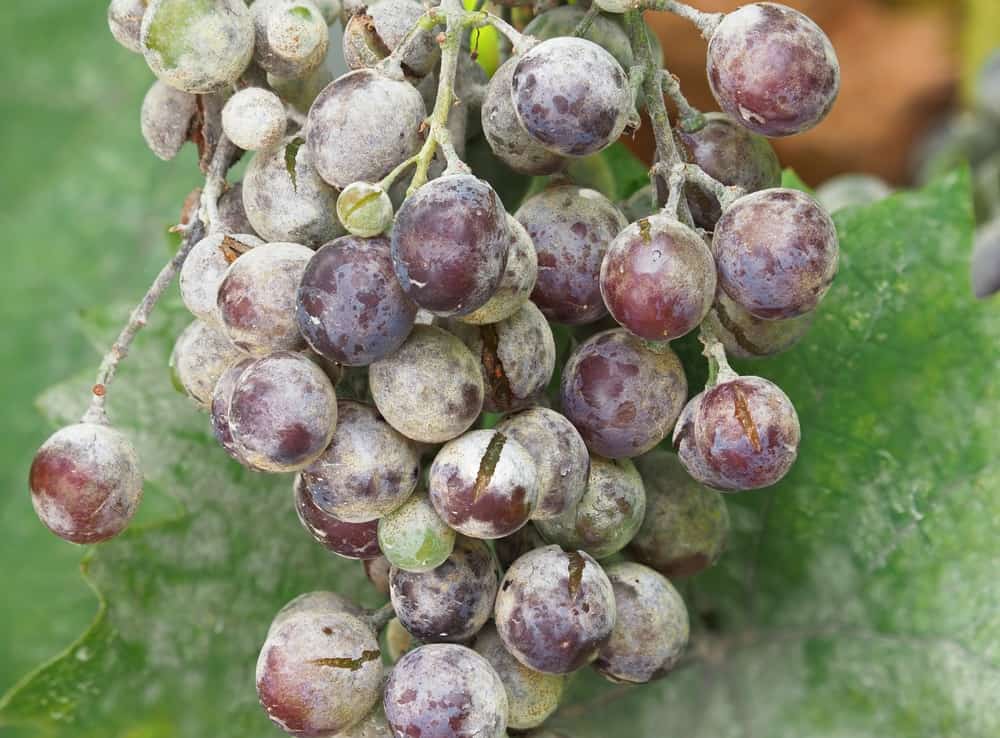 Grapes attacked by powdery mildew disease.