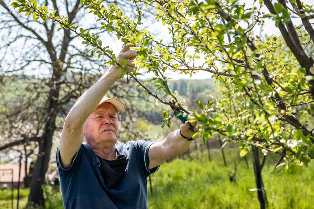 Senior man pruning a blooming tree in orchard with pruning shears.