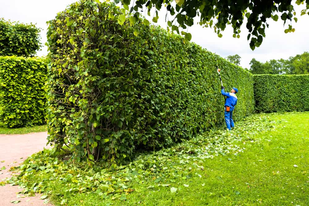 Man pruning a large hedge in a garden.