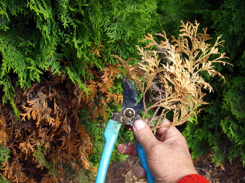 Hand holding scissors and pruning dead thuja branches.