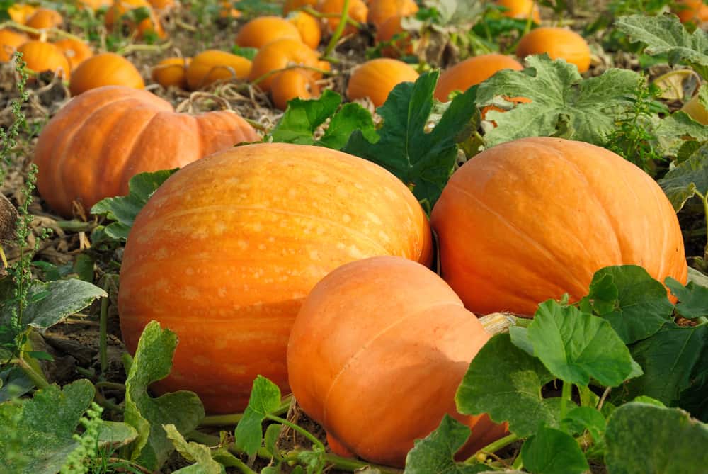 Big orange pumpkins on a field ready to be harvested.