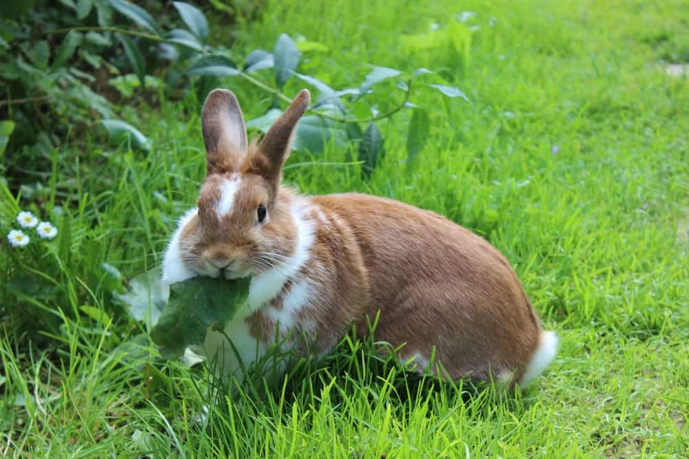 Rabbit eating a plant (leaf) in a garden. Green lawn in background.