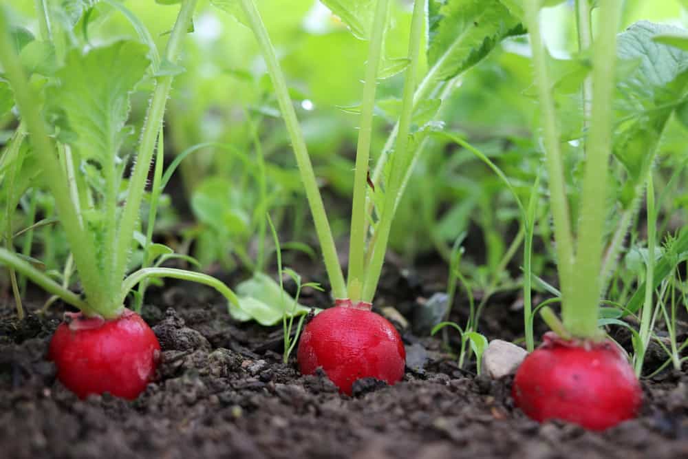 Red radish plan growing in the soil.