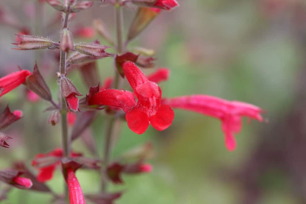 Close-up of Rosemary sage. Also known as Salvia roemeriana.