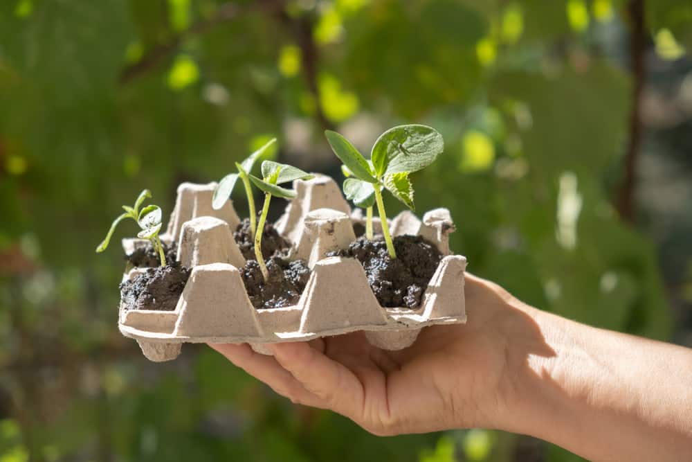 Hand holding egg carton with soil and young cucumber seedlings planted in it.