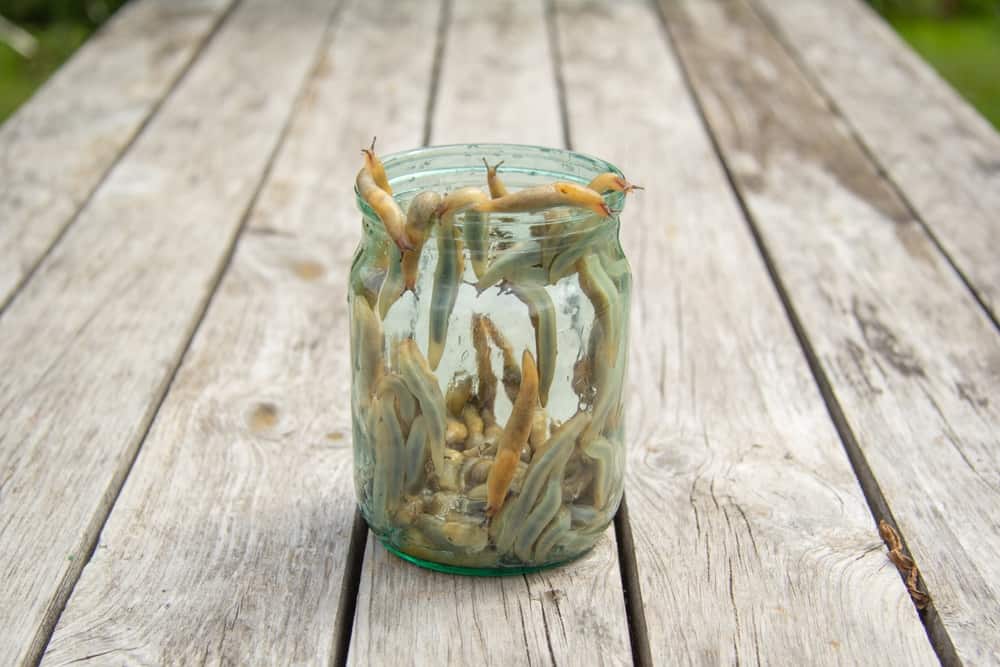 A jar on a wooden background filled with slugs.