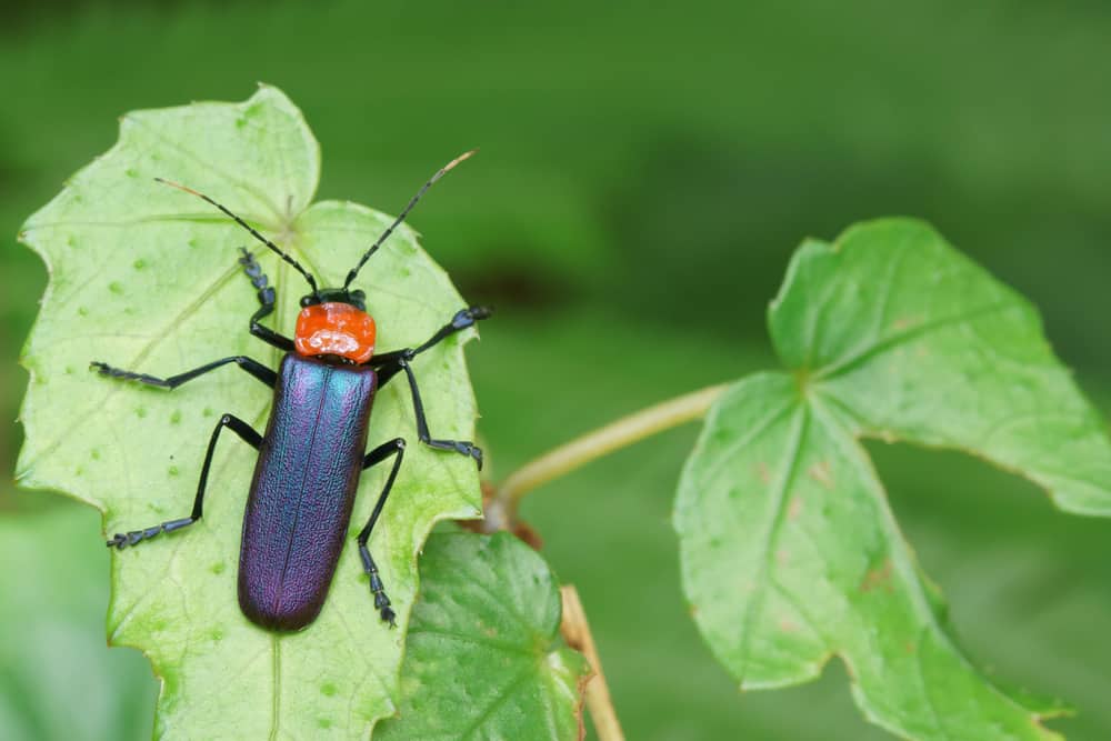 Close-up of a soldier beetle on a green leaf.