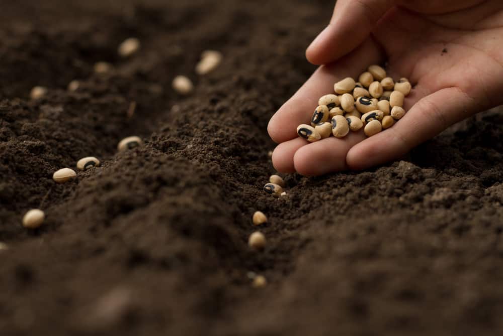 Hand sowing seeds of vegetables on healthy soil.