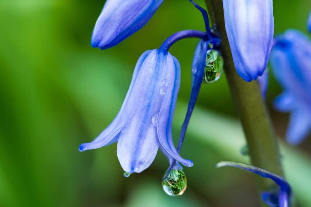 Close-up of Spanish bluebell.