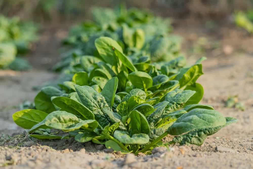 Close-up of fresh natural leaves of spinach growing in a summer garden.