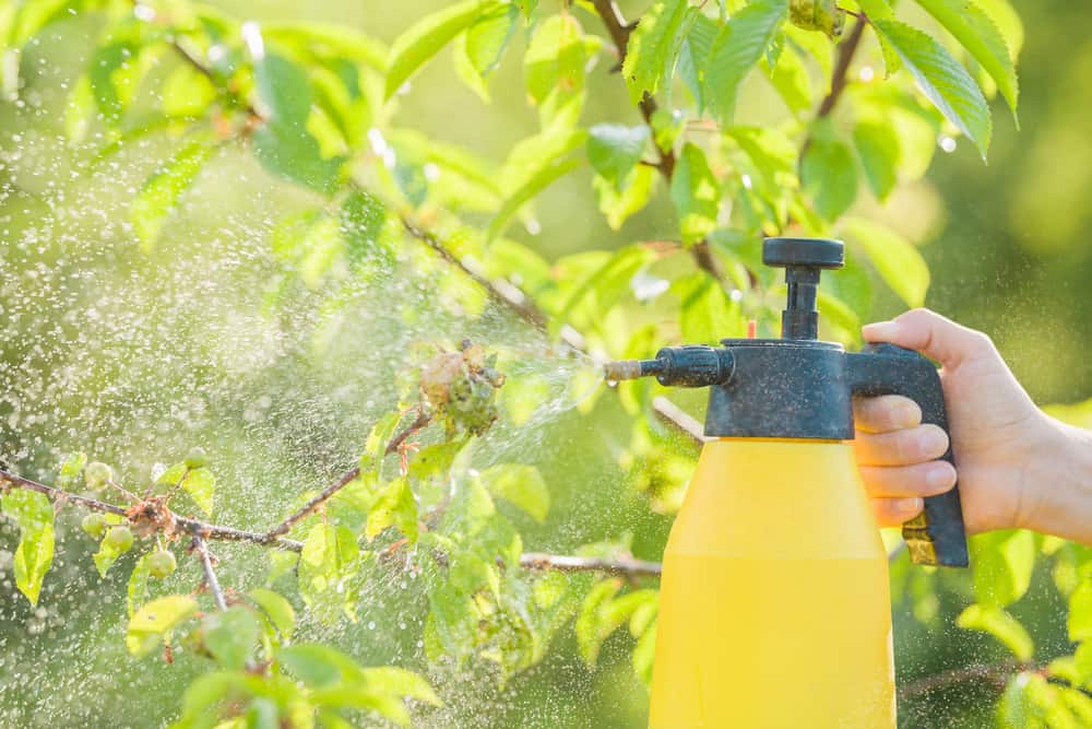 Woman hand holding spray bottle and spraying to get rid of aphids.