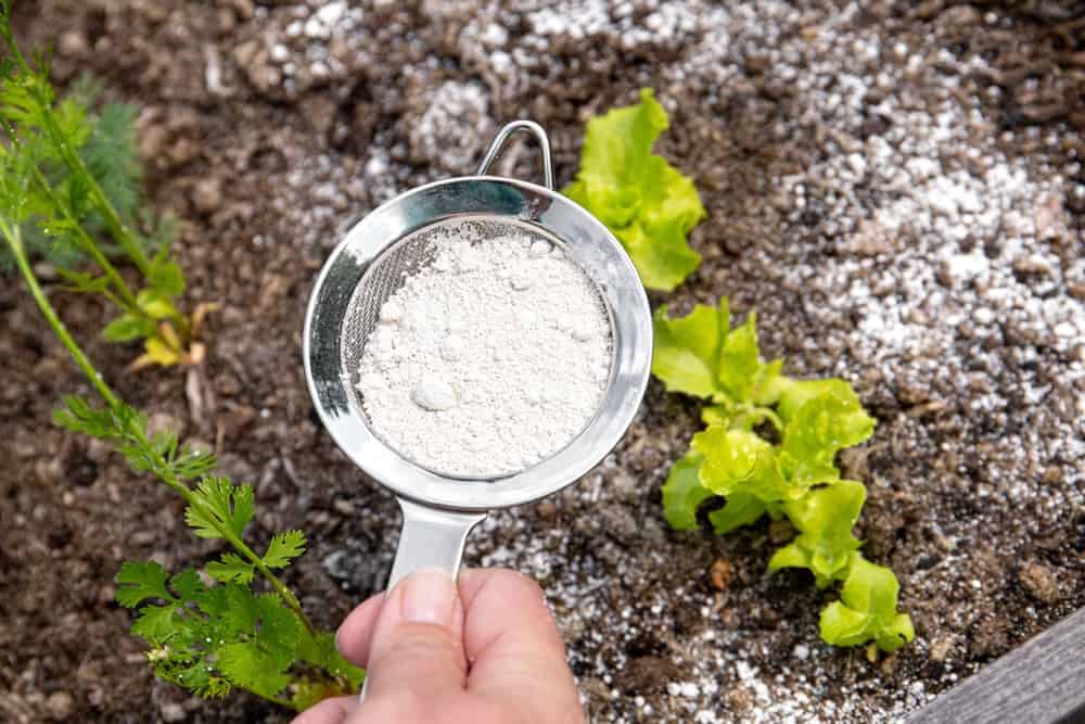 Hand sprinkling white diatomaceous earth powder on soil to avoid slugs.