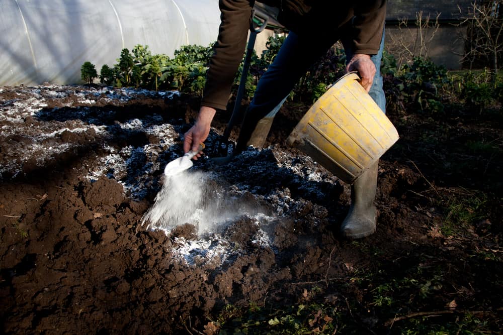 Man standing over patch of soil with a bucket and trowel sprinkling garden lime on the earth.