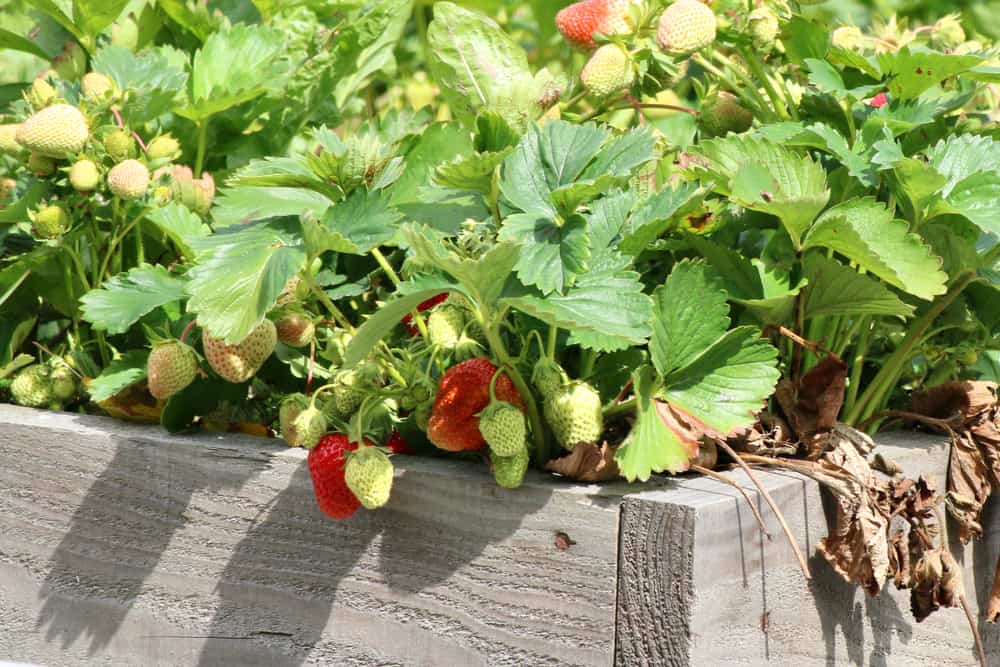 Red and green strawberries growing in wooden framed raised bed.