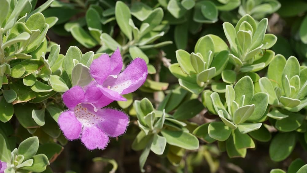 Close-up of Texas Ranger sage. Also known as Salvia greggii.