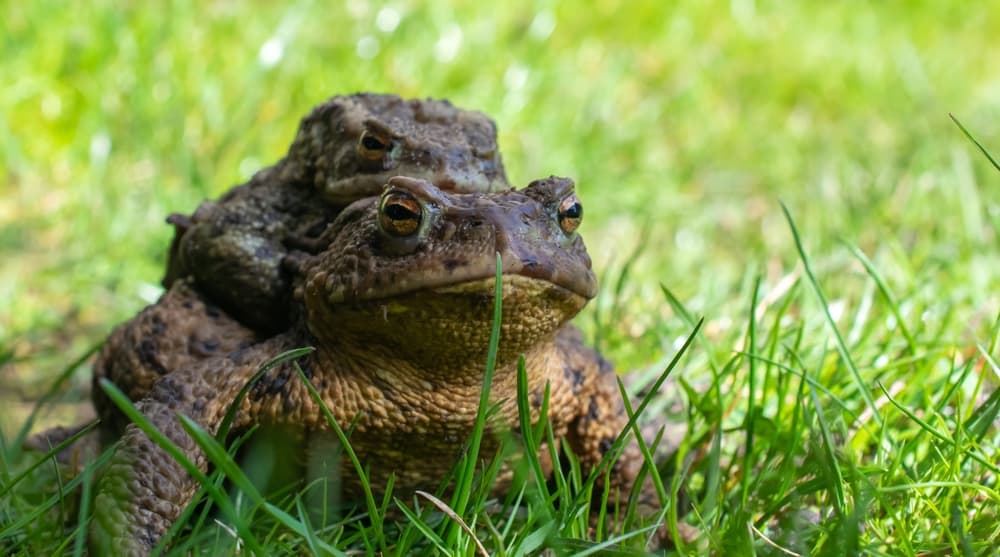 A pair of male and female toads on the lawn in a garden.