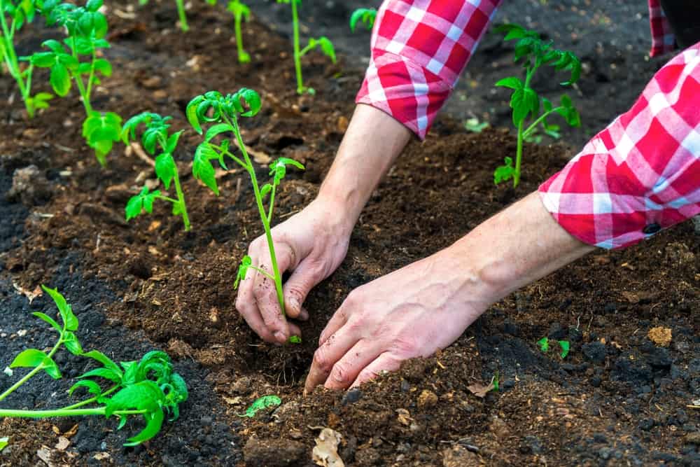 Hands planting tomato seedling in soil fertilized by mulch.