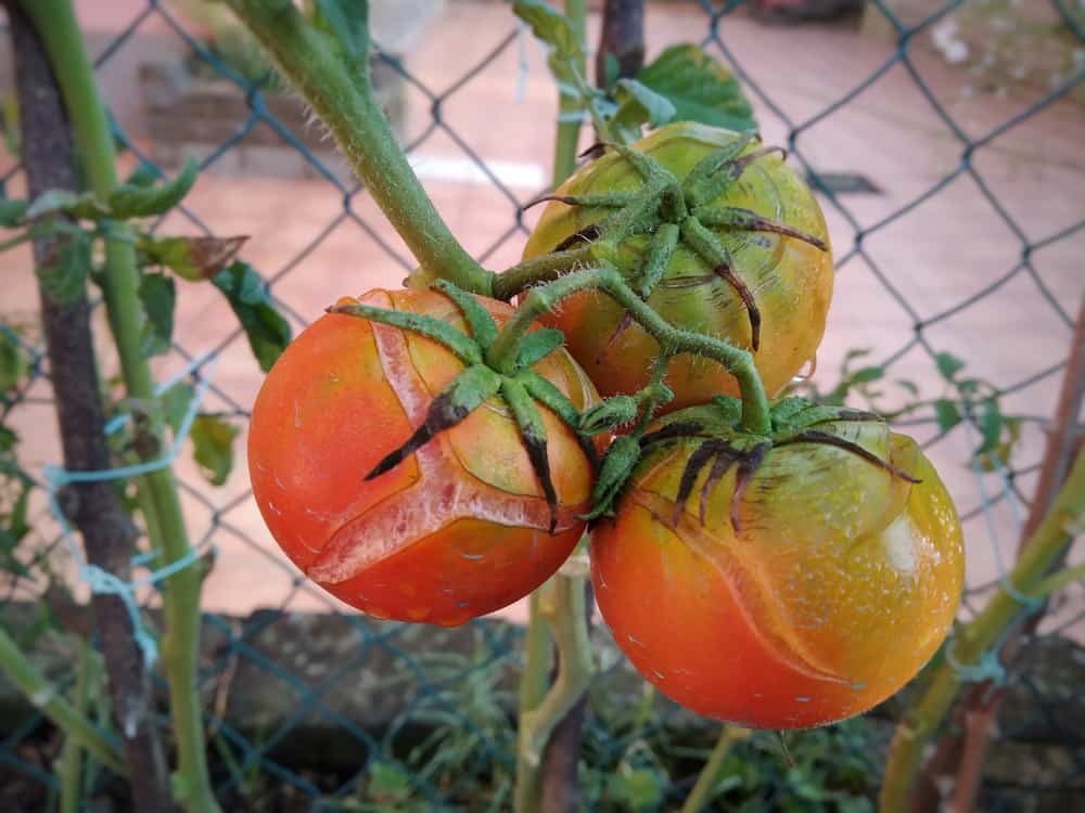 Close-up of tomatoes splitting.