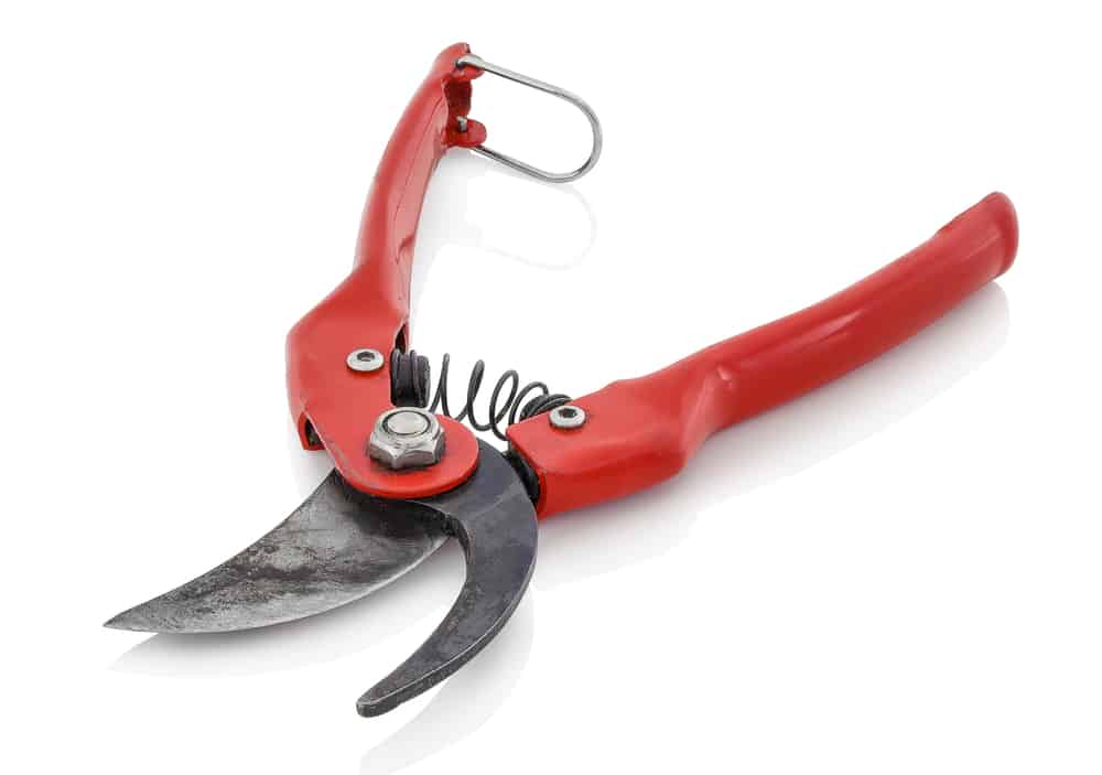 Red trimming scissors on white background.