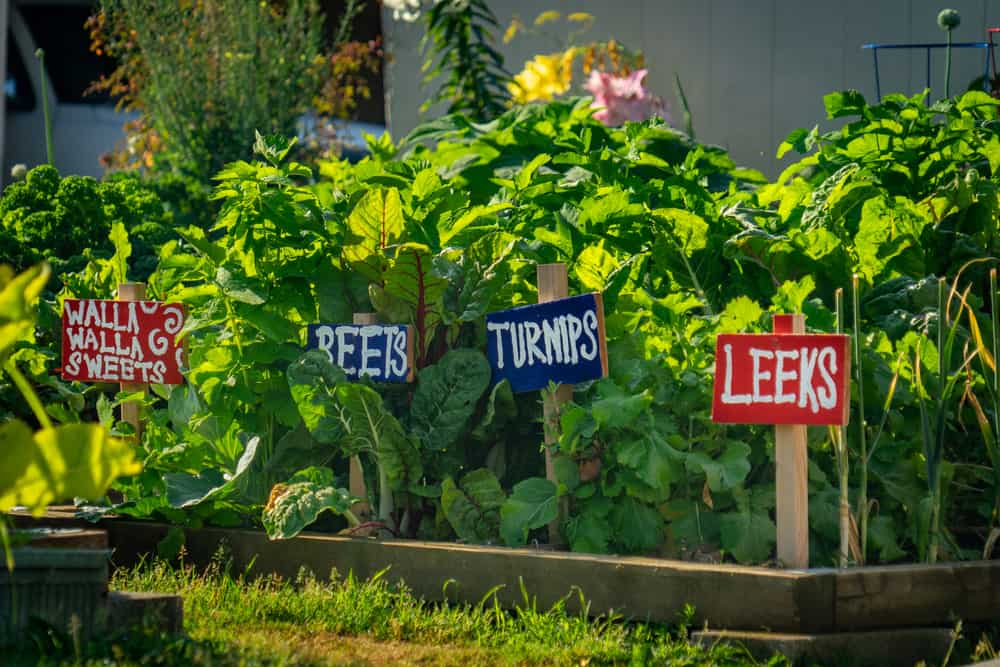 A victory garden with various vegetables growing in beds.