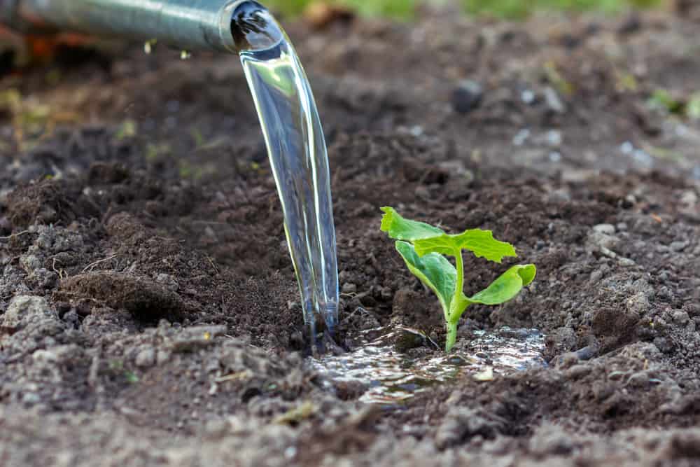 Water pouring from a watering can to pumpkin seedling planted in the soil.