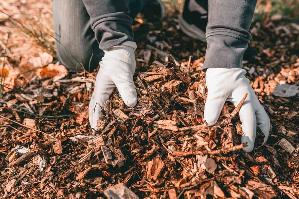 Hands holding ground wood chips for mulching the beds in a garden.