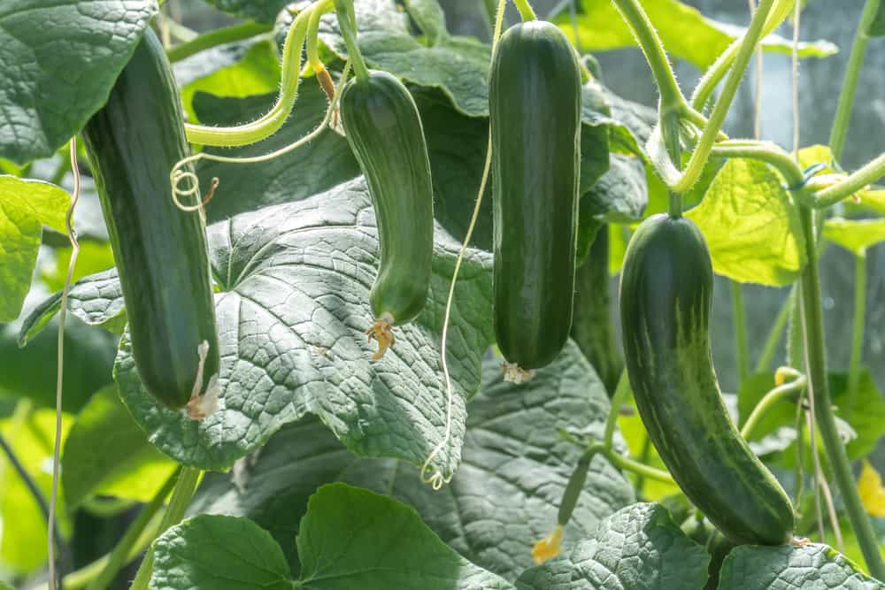 Zucchini plants.